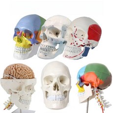 두개골 모형 골격 사람 두개골모형 뼈대 구조 실습 뇌 인체 경추 뼈 병원, E. 순백두골대경추 및 뇌