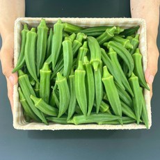 100% 국내산 충남당진 당일수확 생 오크라 Okra, 500g, 1개