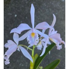 Cattleya maxima var coerulea 實生苗 藍色多花原種/2.5吋/近成株/矮種個體，株型美觀，花色獨特，易於養護，適合新手種植, 1個