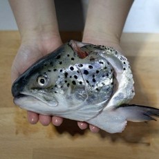 노르웨이 연어머리 1팩 급랭 냉동 특수부위 500g 내외, 1박스, 500g내외 (머리 1개)