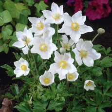 야생화 피어나라플라워 사계바람꽃(1Set 2포트)