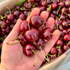 프리미엄 고당도 생 칠레 체리, 1박스, 400g