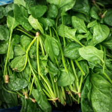 [국내최저가] 노지 시금치 대용량, 500g, 1박스