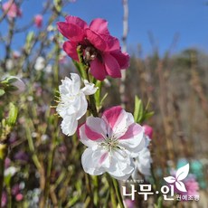 [나무인] 삼색도화 묘목 꽃복숭아 3가지 색상의 꽃
