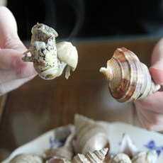 [웰빙건어물]바다고동 타래고동 백고동 살고동 소라 고추골뱅이 삶은고동 1키로 한봉 크기혼합 동해안 100%자연산, 1개