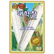 KS종묘 대학찰 옥수수 씨앗 70립 연농1호 옥수수씨 종자, 2개