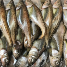 [판매1위]고소함 가득 동해안 급냉 햇 도루묵, 1박스, 1kg