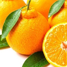 [타임특가] 고당도 제주 한라봉, 1개, 2kg