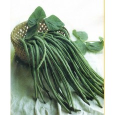 野菜部屋 J12 矮性長豇豆種子 中包裝 免搭支架, 1包