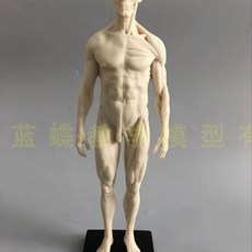 인체근육 모형 아나토미 해부학, 30cm 수지백색 배아남성