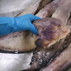 [당일조업] 손질 생물 물메기 곰치 물곰 물메기탕 1박스 1kg, 1개, 생물 손질 물메기 1kg