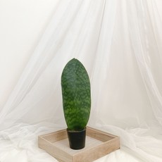 마소니아 마소니아나 희귀식물 산세베리아 공기정화식물 식물모종 키우기쉬운화분, 1개, 02_마소니아나(중)