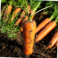 국내산 산지직송 흙당근 5kg 중사이즈 신선 채소 세척당근, 1