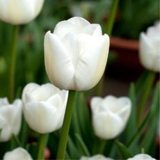 [나은식물원]57.[튤립 모종] 화이트마블-10cm 2포트