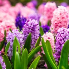 히아신스 구근 가을 추식 구근 혼합, 5개