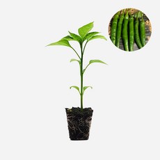 마이플랜트 큰 청양 고추 모종, 2개
