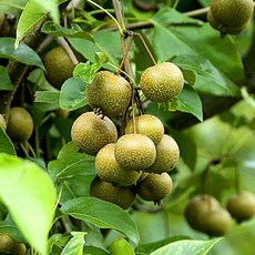 목하원예조경 돌배나무 돌배 묘목 실생1년생 노지월동 정원용 유실수 수분수용