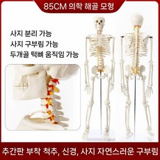 인체 골격 전신 피규어 모형 전신모델 해골 해부학 45CM 척추 관절, 3. 85cm 뼈 업그레이드