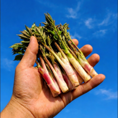 [하루30박스] 올해첫수확 쌉싸름과향긋함 원기회복 땅두릅, 1개, 500g