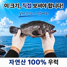 [하루 50마리한정] 100% 자연산 우럭 반건조 급냉 우럭, 2개, 350~500g