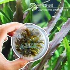 【AC草影】緋紅安杜椒 組培盒裝 (一株) - 耐熱陰性水草，魚缸造景裝飾, 1個