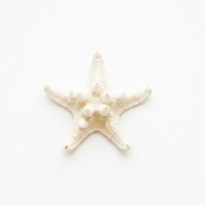 오꿈 조개모형 조개껍데기 100g, D46 별불가사리 중 (3입), 1개