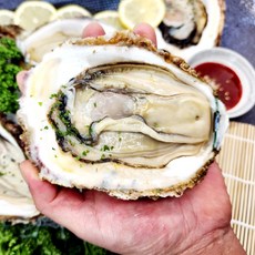 거제 자연산 바위굴 벚굴 대왕 석화, 1개, 원물 3kg