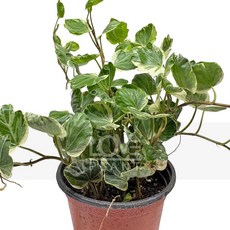 꽃사랑식물나라 리프쉘(스푼)아이비 관엽 공기정화식물 인테리어 아이비 소품 식물키우기, 1개