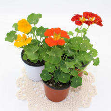 [골든플랜트] 한련화 Nasturtium 덩굴성식물 식용가능한 한련화 소품 색상랜덤, 1개