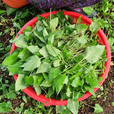 국내산 하동 취나물 노지 1kg 생취나물 참취나물 산취나물, 생취나물 (500g), 1개, 500g