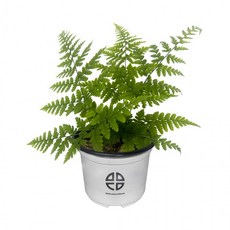 세대교번 관찰 포자낭이 달려있는 고사리 화분, 1개