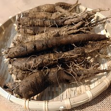 제주도더덕 햇더덕 흙더덕 (왕/특/상/중), 가정용 중더덕 1kg, 1개