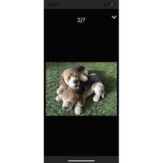 ︵House傢飾︵好朋友米格魯&米格魯撲滿，可愛造型擺飾，居家儲蓄好幫手，送禮自用皆宜, 1個