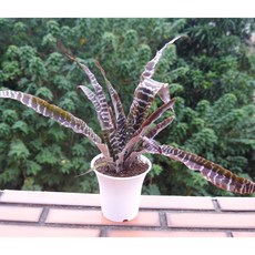 花樣渼栽盆栽生活館 黑虎紋絨葉鳳梨 (4寸) (室內清淨空氣盆栽) 室內外植物 陽台植物 觀葉植物, 1個