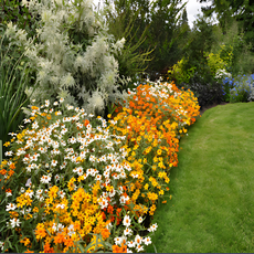 개화기간 석달 이상 오래가는 꽃 씨앗 60종 선택구매 (2/2), 1개, 59. 미니백일홍 리네아리스 3색혼합 20립