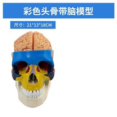 두개골 경추 모형 과학실 목뼈 교육 실습 머리뼈, 색깔의 두개골은 뇌를 가지고 있습니다
