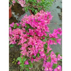 7吋大盆 沉魚/閉月羞花 九重葛/三角梅 盆栽 (含盆) 植栽 盆栽 花盆, 1個