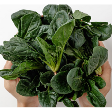 신선한 국내산 시금치 특품, 1박스, 2kg