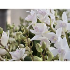 [꽃밭에서 난원] 서양란(깅기아나 하루유키 1개), 1개