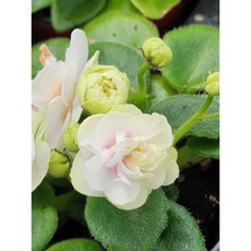 미니바이올렛 리틀달링 8센티 화분 엠제이정원, 1개