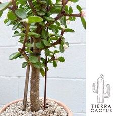 알록달록 컬러 다육이 무늬 아악무 L - 화분 3type, 옮겨심기포트(분갈이X), 1개