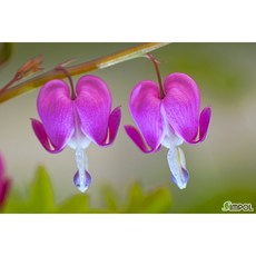 금낭화 분홍 모종 노지월동 다년생 야생화 평창 약용식물 번식용 포트묘 며느리주머니, 3개