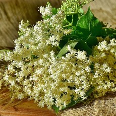 [LS 앱솔루트 오일] N08 엘더플라워 (Elderflower) 10ml, 1개, 연한노랑