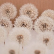 【台灣現貨速發】永生蒲公英 大花頭 4.5公分 永生花 保鲜花 原乾花材