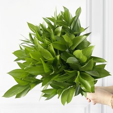 [플라워365마켓] 유스커스 5대 한단 양재꽃시장 직경매 꽃배달 싼곳 생화꽃 도매, 1개