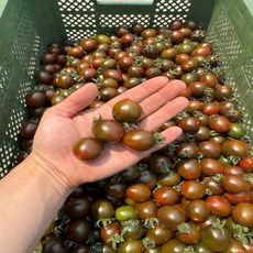 [산지직송] 대저 흑대추 방울토마토 2kg, 1박스