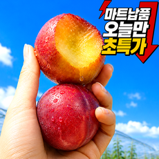 [오늘만초특가] 대형마트납품 산지직송 고당도 하우스자두, 1박스, 500g 중소과 (초특가)