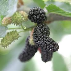 예약주문(6월4일 배송시작) - 오디 10kg (품종:과상2호), 1개