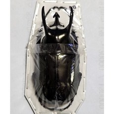 (Chalcosoma atlas keyboh) 아틀라스장수풍뎅이 [D-102] 곤충표본, 60~64mm, 1개