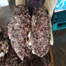 청담농수산 국내산 통영 바위굴, 1개, 6kg (특품)